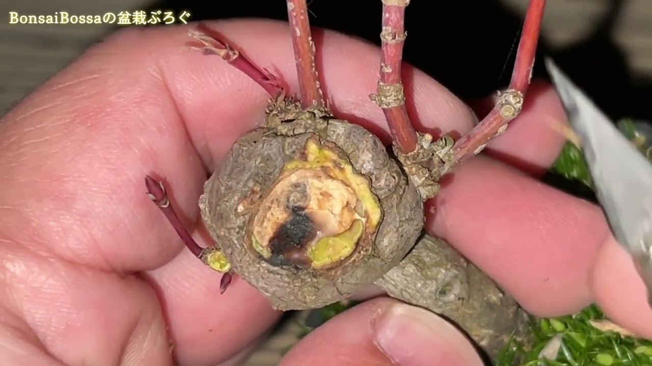 【YMJ】全然太らない葉性？の山もみじ #盆栽 #bonsai