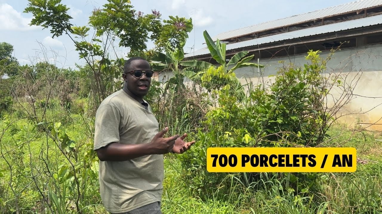 Mon plan pour produire 700 porcelets par an dans ma petite ferme