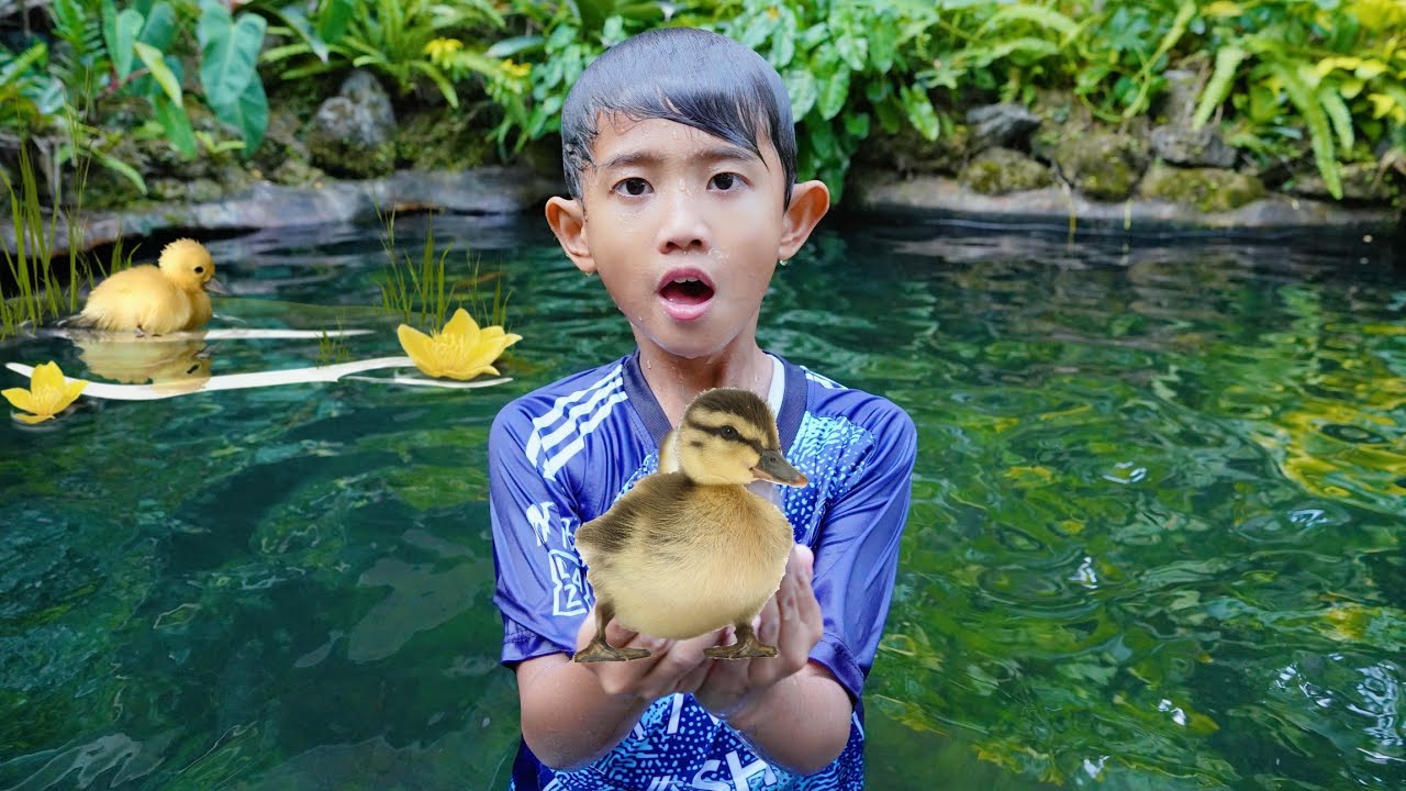ALI MENANGKAP LIMA ANAK BEBEK 🦆 SAMPAI KECEBUR DI KOLAM BESAR