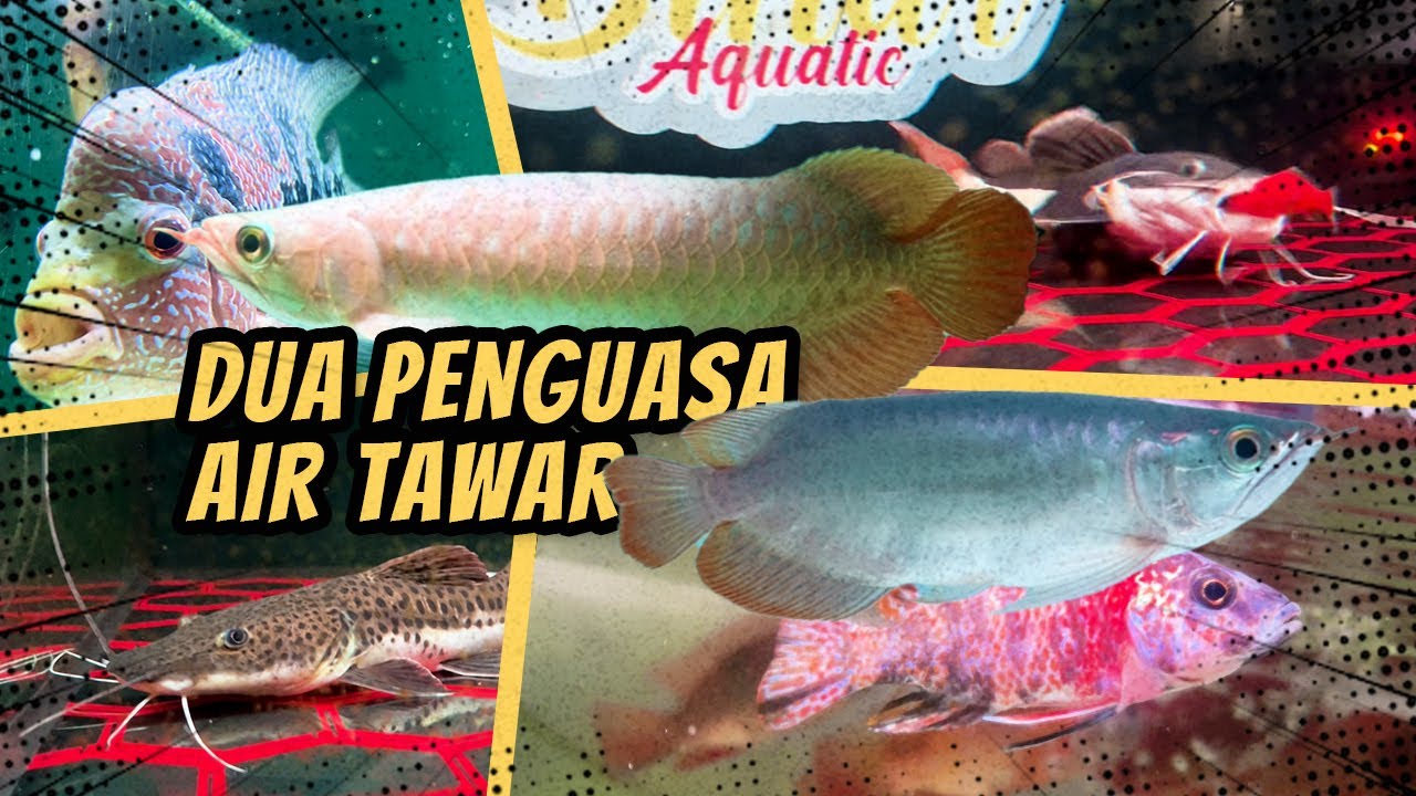 ARWANA SUPER RED SHORT BODY || ROOM TOUR