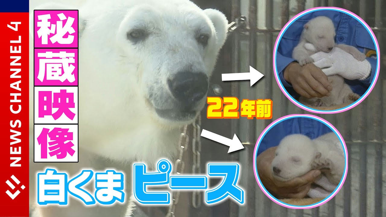 【秘蔵映像】22年前・生後20日のホッキョクグマ「ピース」＜NEWS CH.4＞