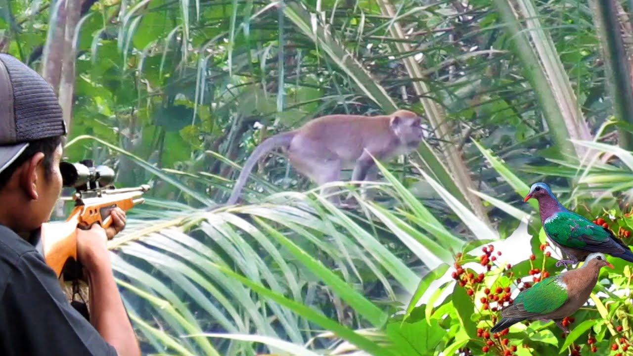 BERBURU BURUNG PUNAI KETIKA KERA & HAMA LIAR MASUK KE KEBUN PETANI