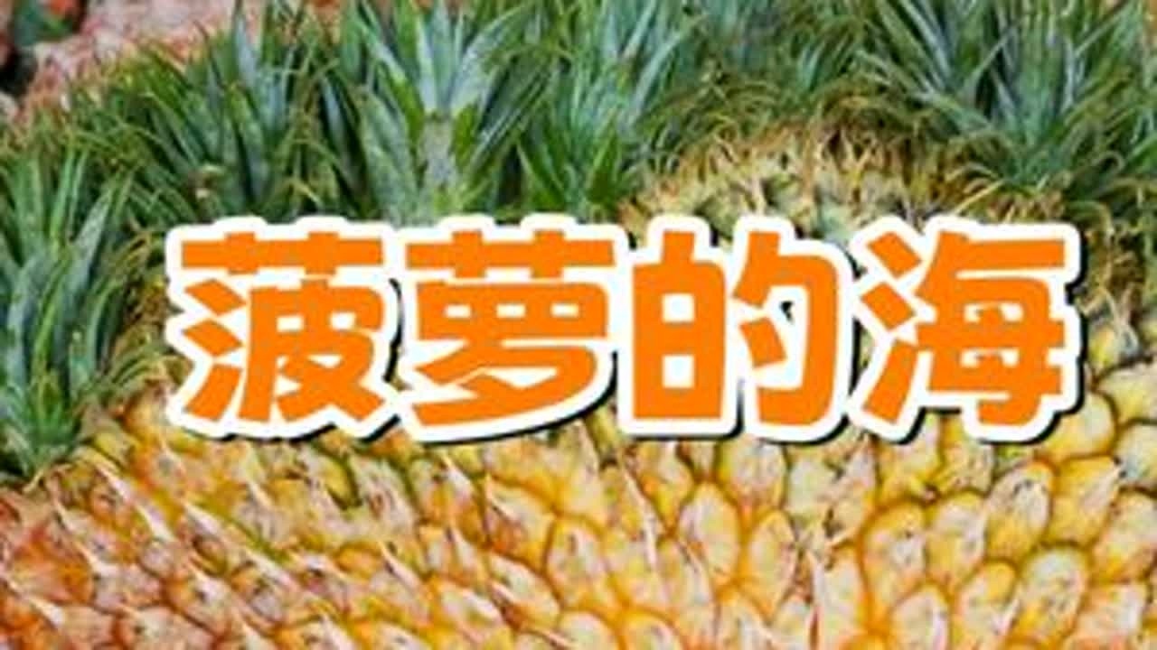 菠萝的海 在湛江的菠萝的海，10块钱能买几个凤梨？#菠萝 #菠萝和凤梨 #湛江 #最美公路 #五一去哪儿