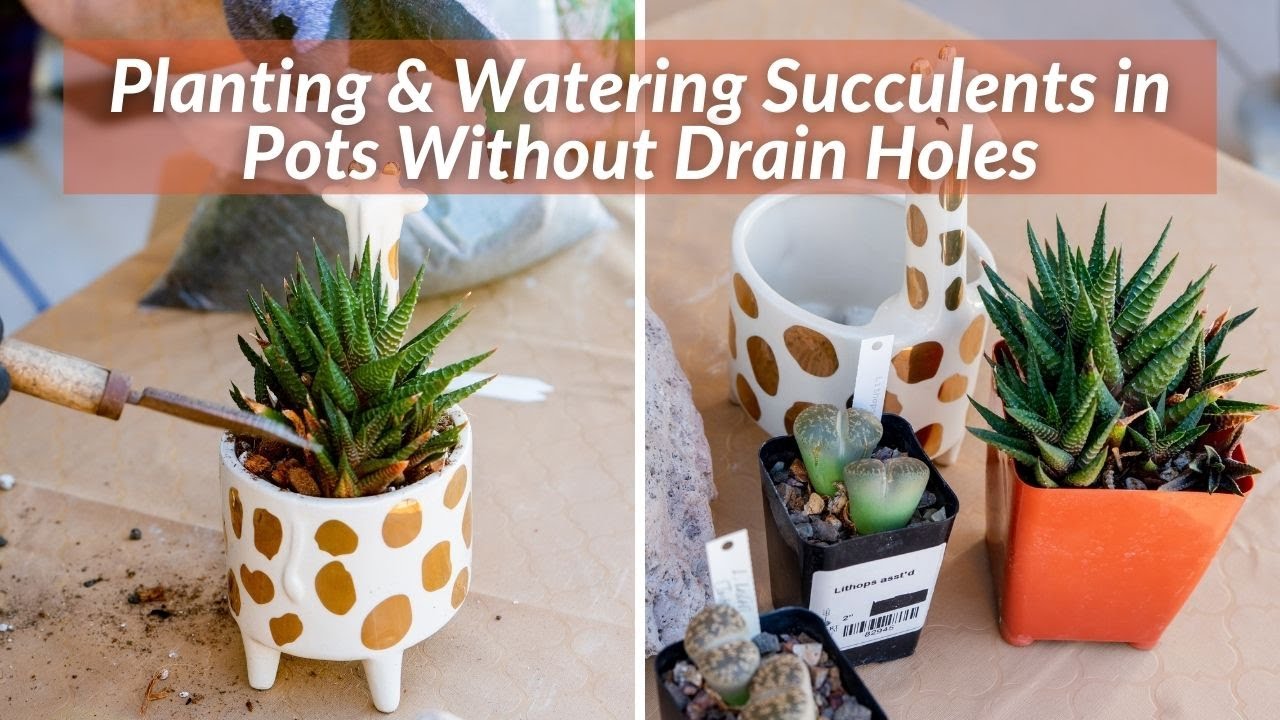 PLANT & WATER SUCCULENTS IN POTS WITH NO DRAIN HOLES/JoyUsGarden