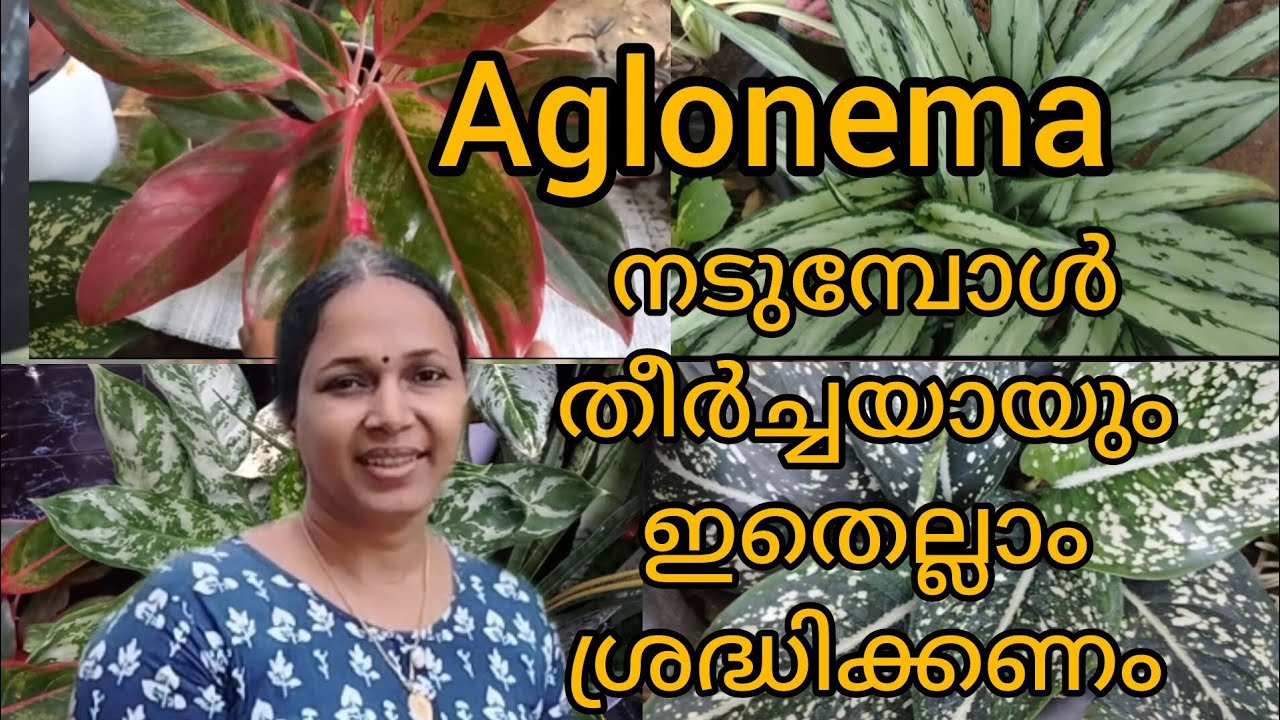 Aglonema നടുമ്പോൾ ശ്രെദ്ധിക്കേണ്ട കാര്യങ്ങൾ#youtube #garden #gardening #nature #plants #luckyplants