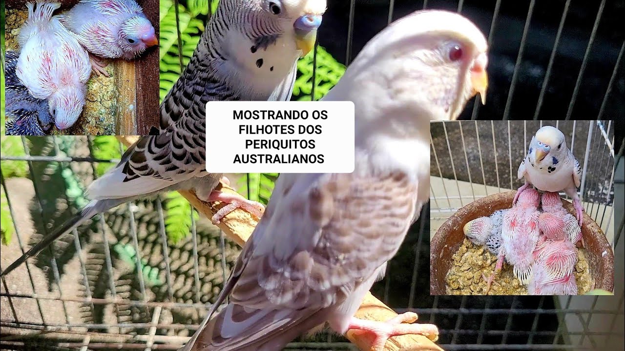 Abrindo os ninhos dos Periquitos Australianos e mostrando os filhotes