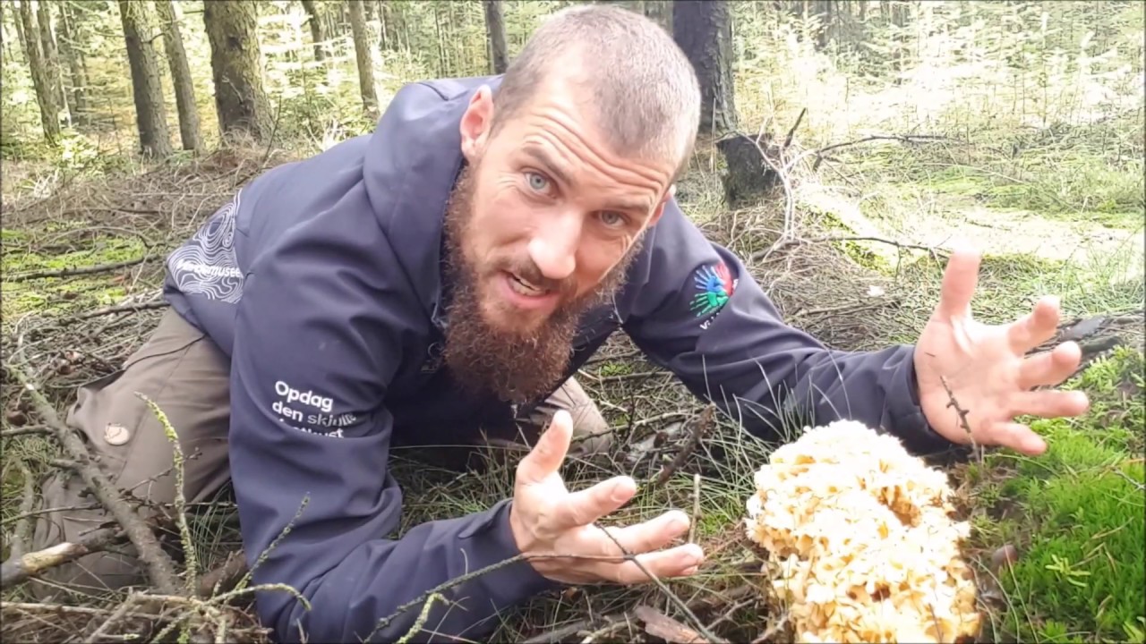 NaturNørd 146. Blomkålssvampen...