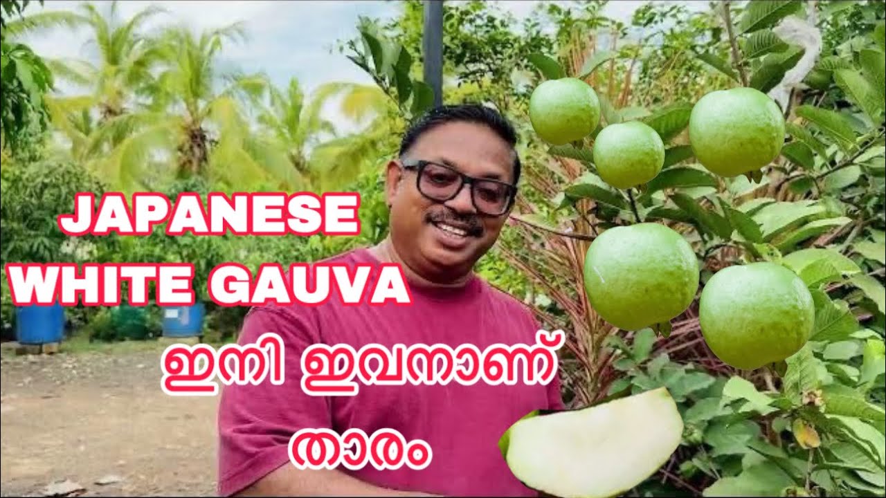 JAPANESE WHITE GAUVA ഇനി ഇവനാണ് താരം