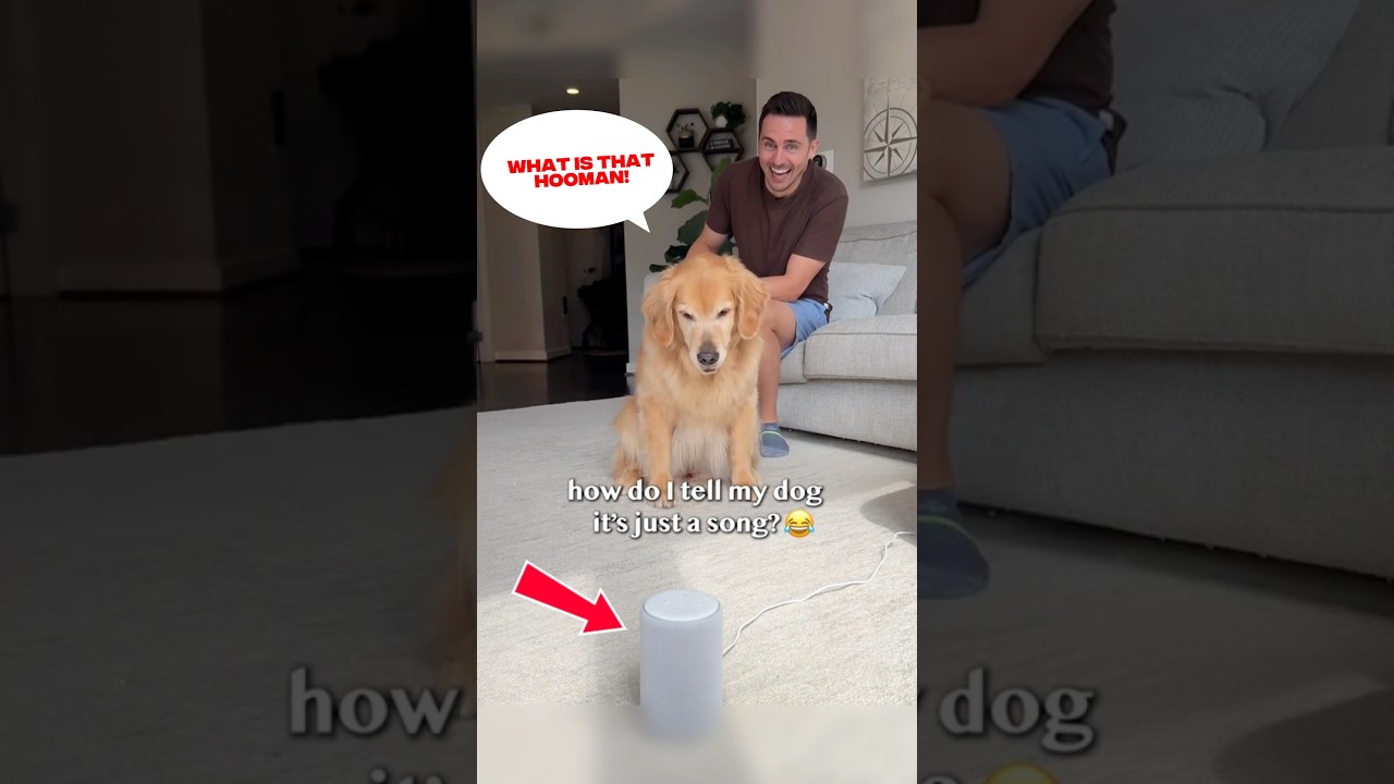The Funny Talking Pets Pt.44 #talkingpets #funny #pets #shorts