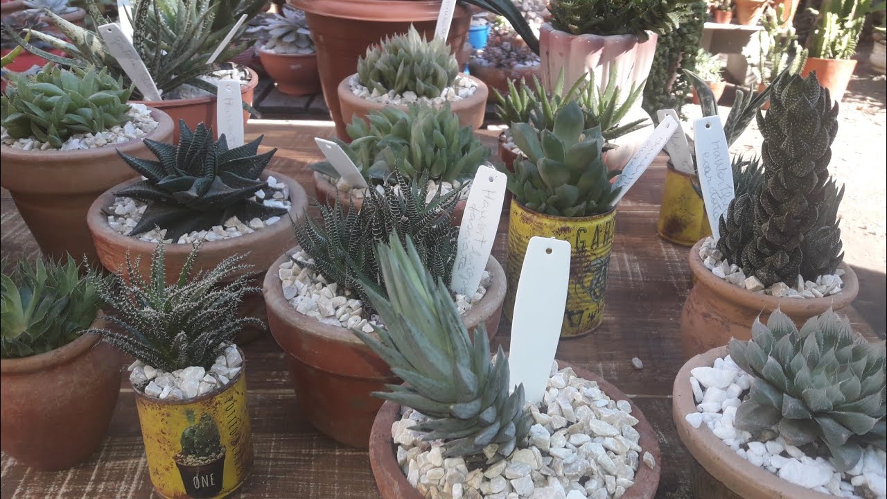 #Coleção de Meia SOMBRA  #Haworthias #Aloés #Gasterias