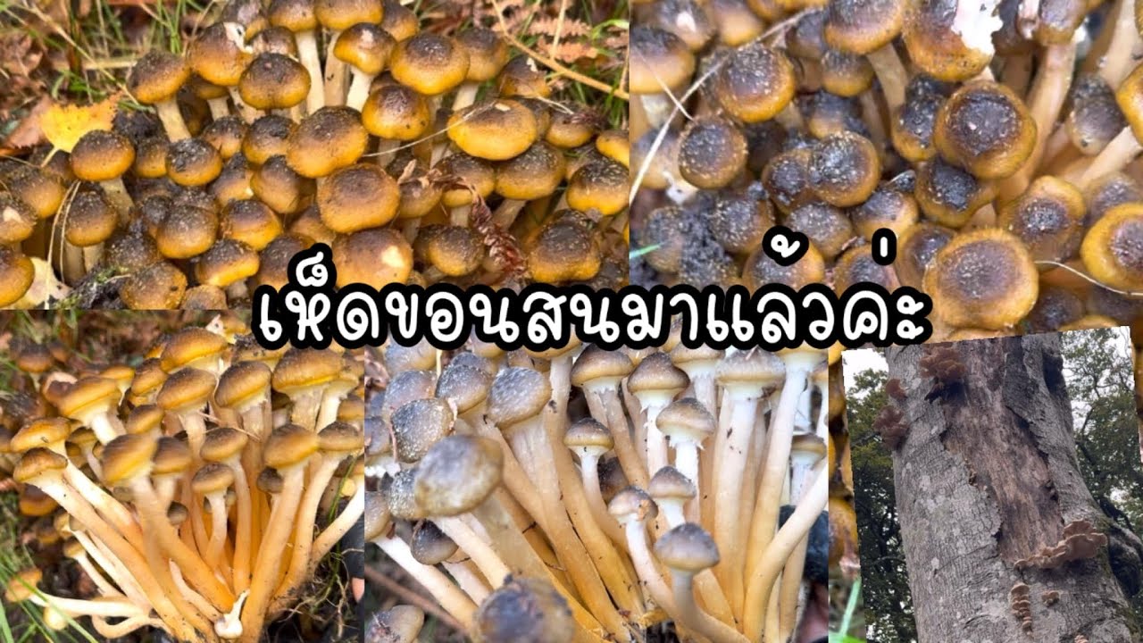 พาทุกคนเข้าป่าเลาะหาเห็ดป่า