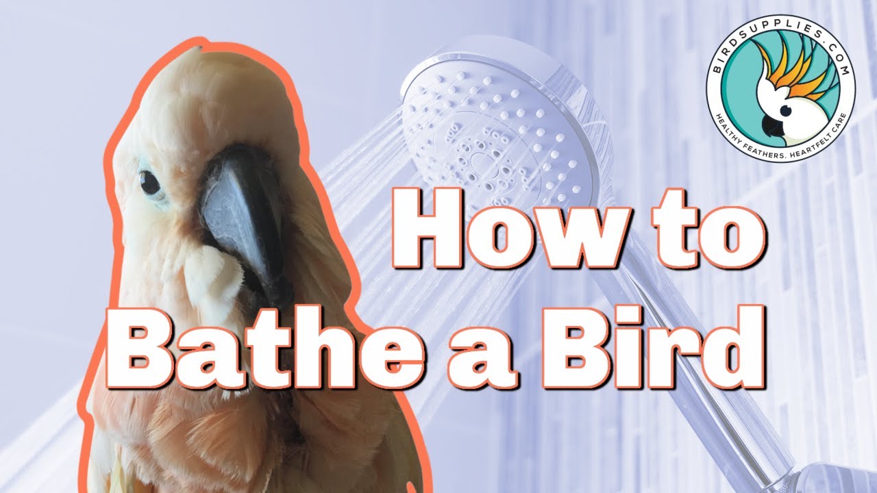 How To Give A Bird A Bath