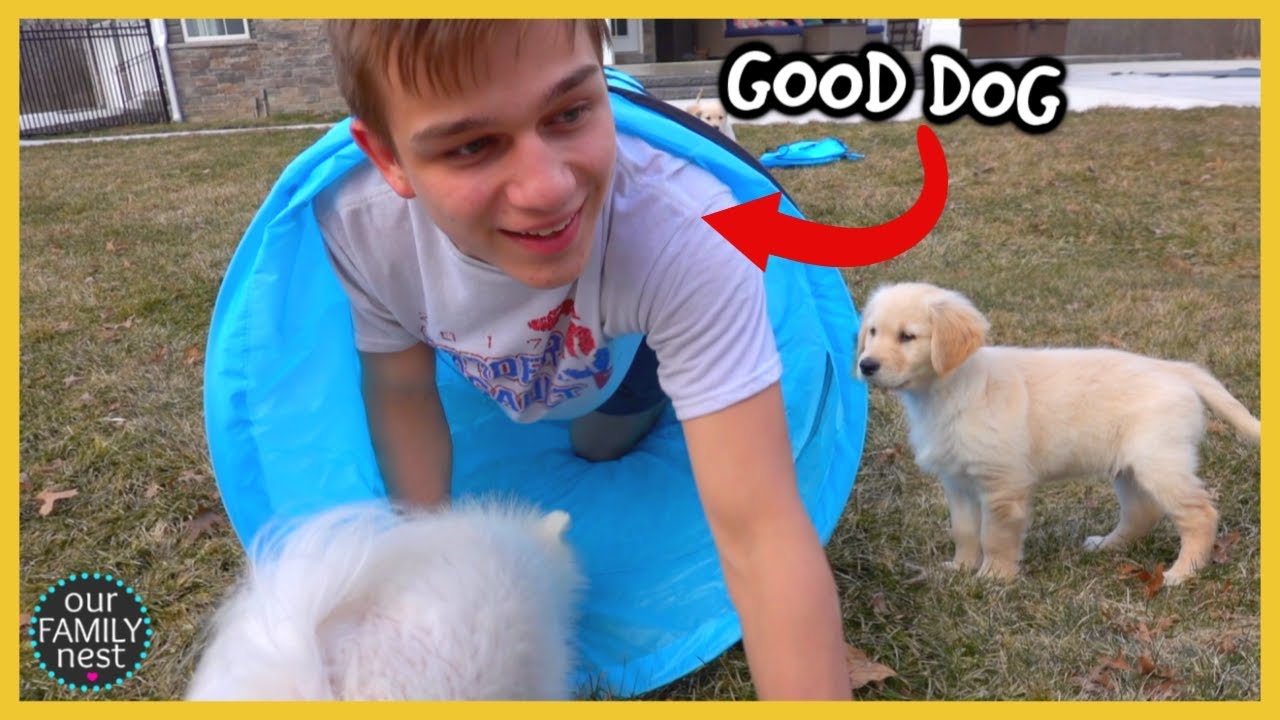 IS THE NEW TOY FOR THE DOGS OR KIDS?
