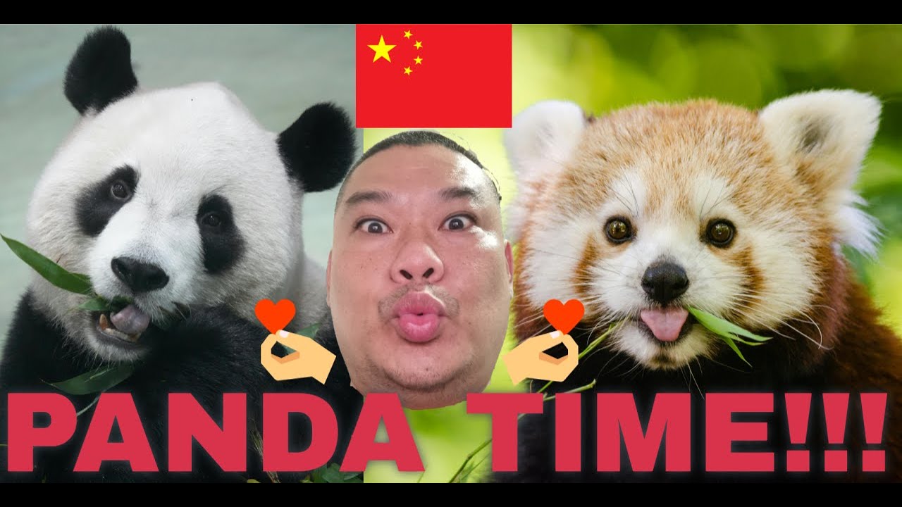 Chengdu’s Best Kept Secret? Inside Dujiangyan Panda Valley 中国成都 Ric Travel Vlog 都江堰熊猫谷