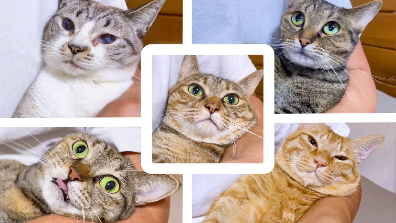 爪切り時と終了時のリラックス感が違いすぎる猫達♥