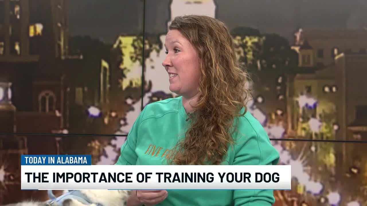National Train Your Dog Month stresses importance of teaching pets good manners, socialization