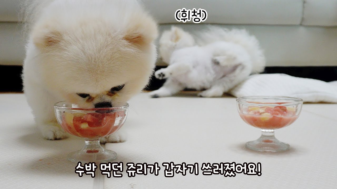 수박 먹다 갑자기 쓰러진 쥬리 ㅠㅠ! 아픈 강아지를 위해 내가 해줄 수 있는 건..