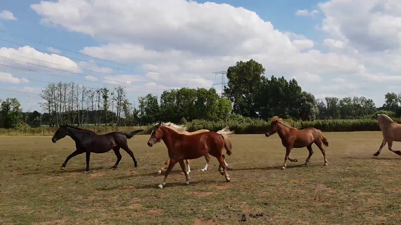 Introducing a stallion into a mixed herd of horses