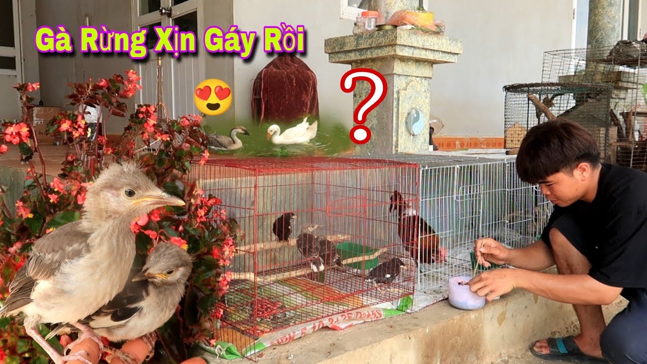 Bỏ 1 Củ Mua 2 Bé Cà Cưỡng Non Và Lần Đầu Cho Ngỗng Đi Áo | Dân Tộc Tây Bắc Tv