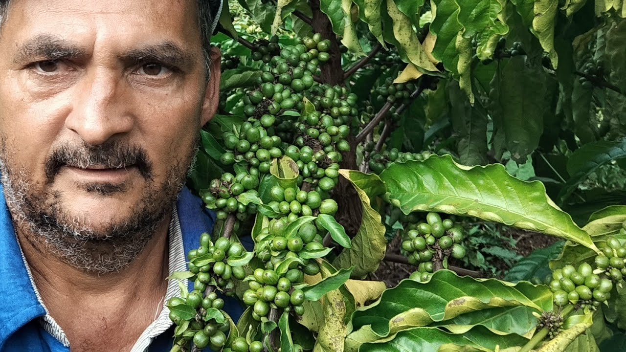 CLONE (R8) DE RONDÔNIA COM 2 ANOS E CAFÉ ☕☕ PURO