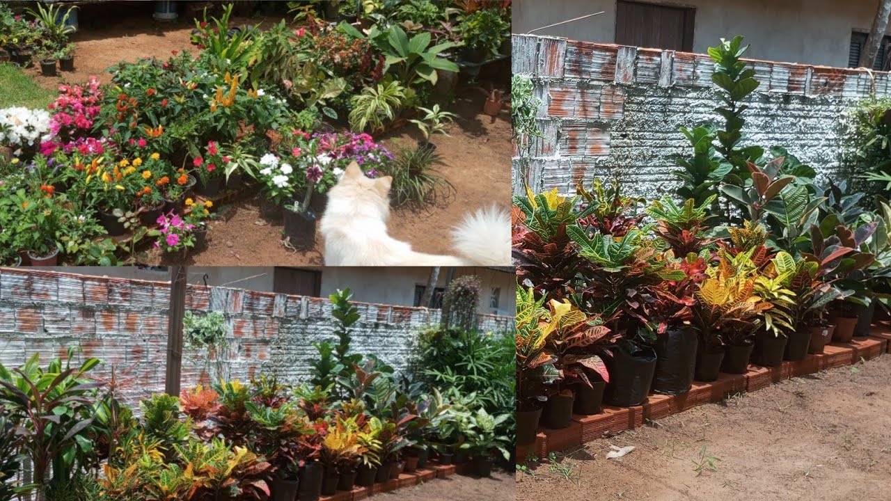 EU NUNCA VI TANTA PLANTA LINDA NUM LUGAR SÓ 💖E MUITA PERFEIÇÃO EM FORMA DE DE PLANTA💚 regila Samara