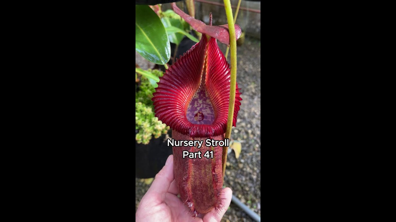 Nursery Stroll – Part 41
