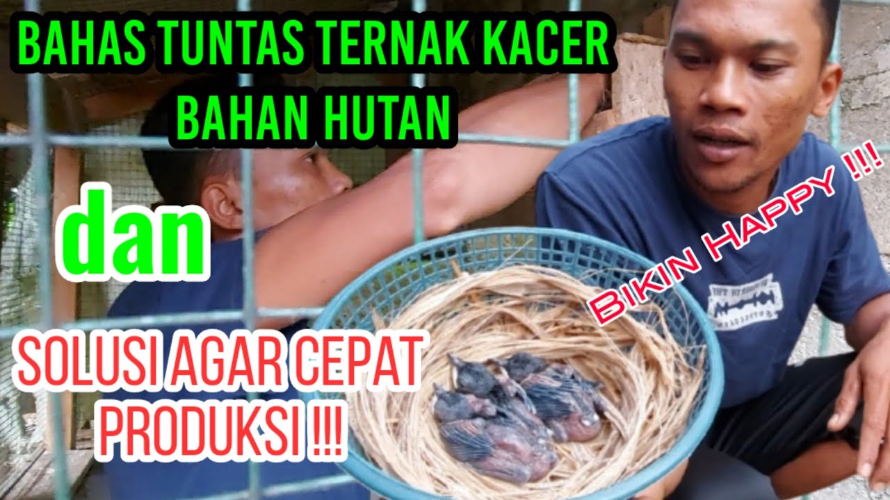 KUPAS TUNTAS TERNAK BURUNG KACER BAHAN HUTAN DAN SOLUSI AGAR CEPAT PRODUKSI‼️