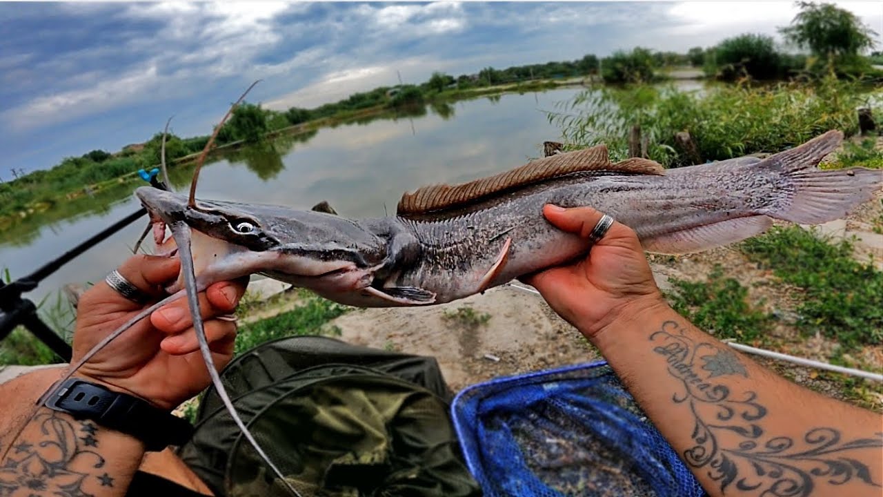 PESCUIT LA SOMN CLARIAS CU RAME DE PAMANT DRILURI SUPERBE