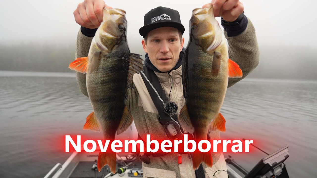 Novemberfiske efter Abborre