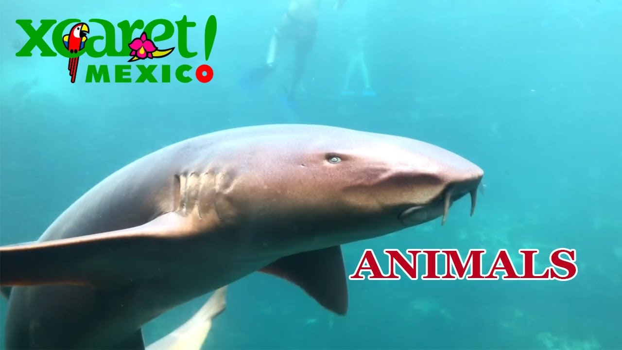 Xcaret: ANIMALS