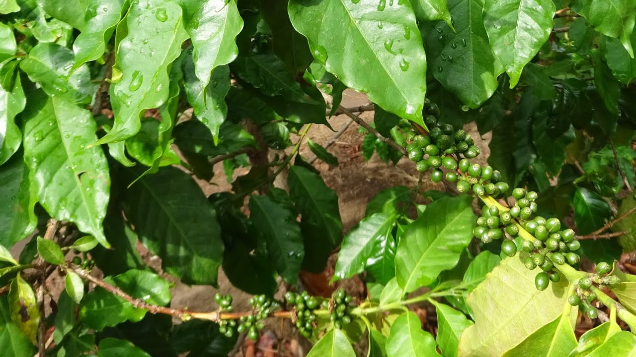 #52 Quick Hike to Award Winning Coffee Farm in Mbeya I Africa Tour 2016-2017