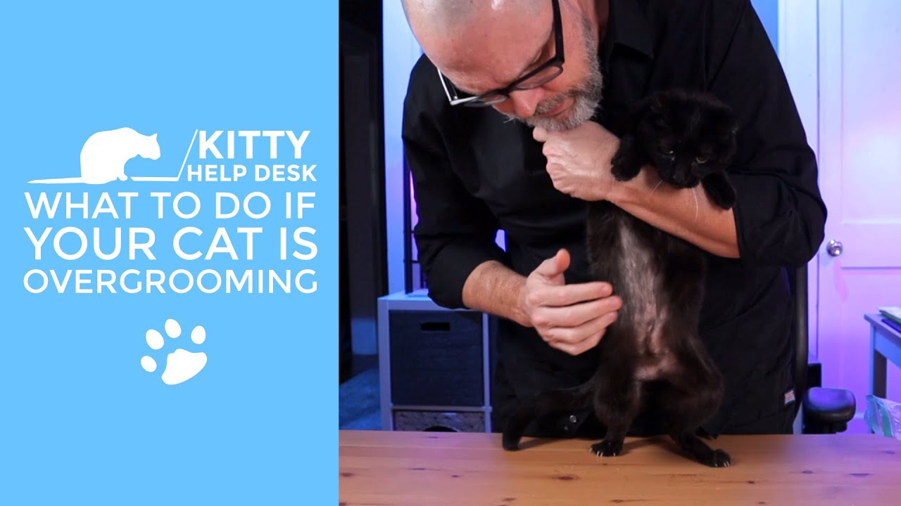 What to do if Your Cat is Overgrooming