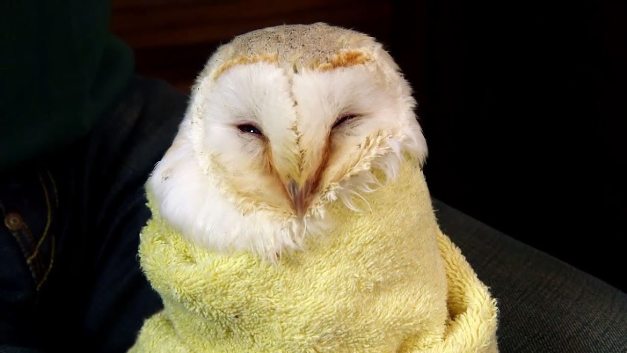 How to Rehydrate and Feed a Starving Owl