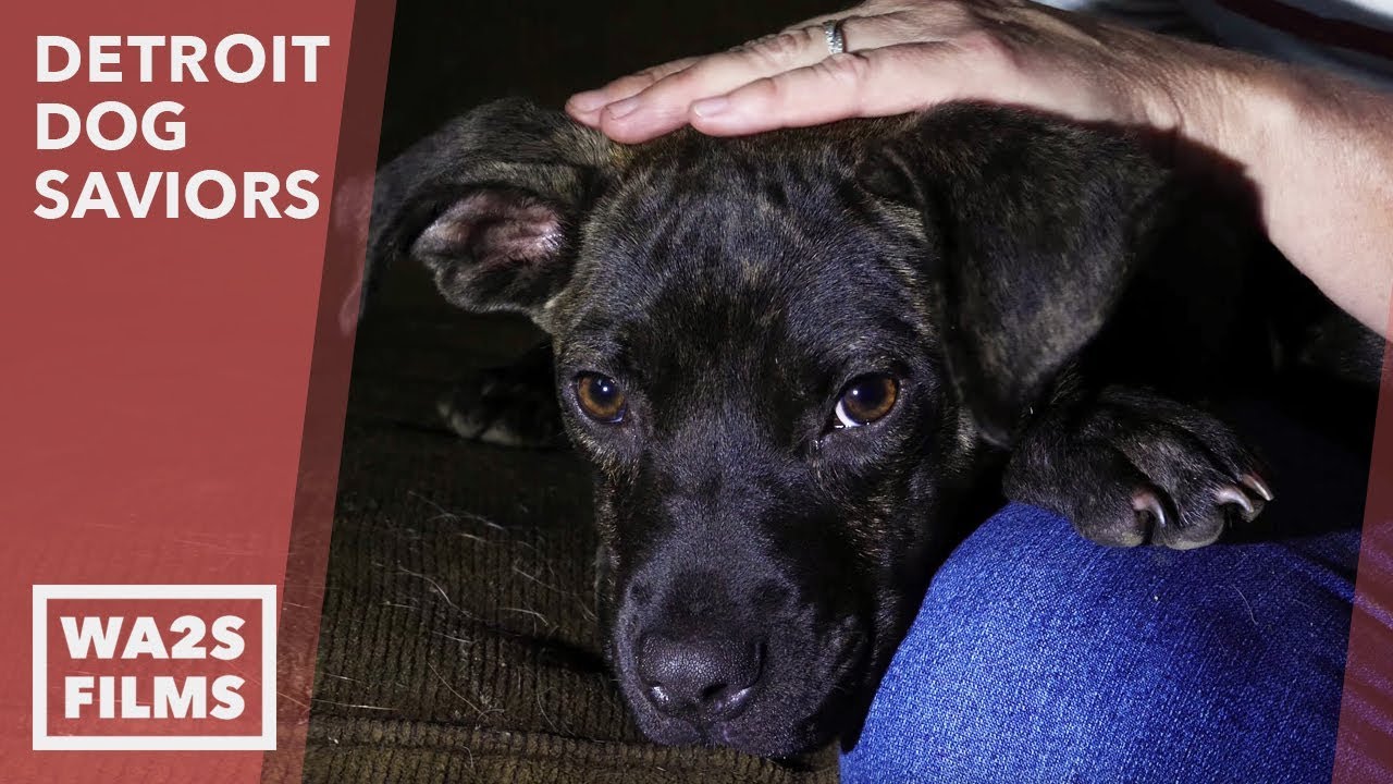 Hidden Cameras Help Dog Saviors Rescue Starving Puppy + Happy Ending - Hope For Dogs Like My DoDo