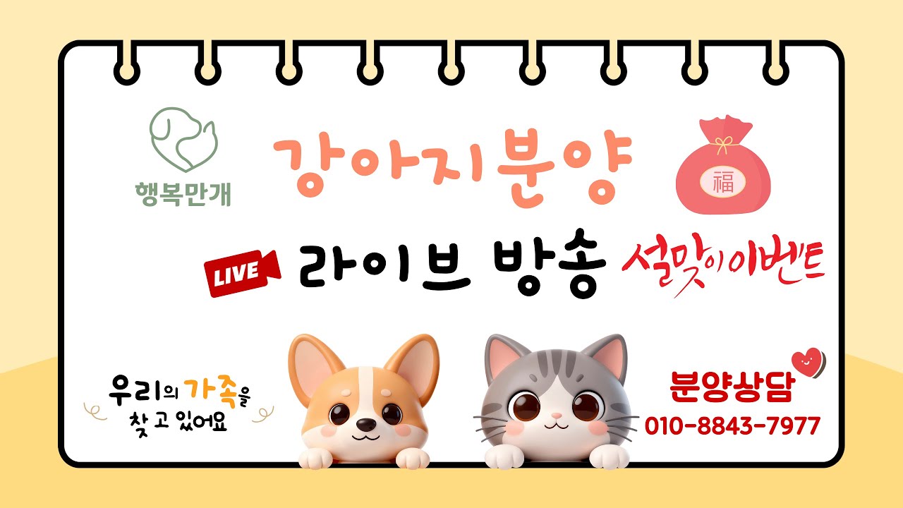 강아지분양 💛 행복만개 라이브방송 #강아지분양 #강아지입양 #강아지 #고양이 #고양이분양 #라이브 #live