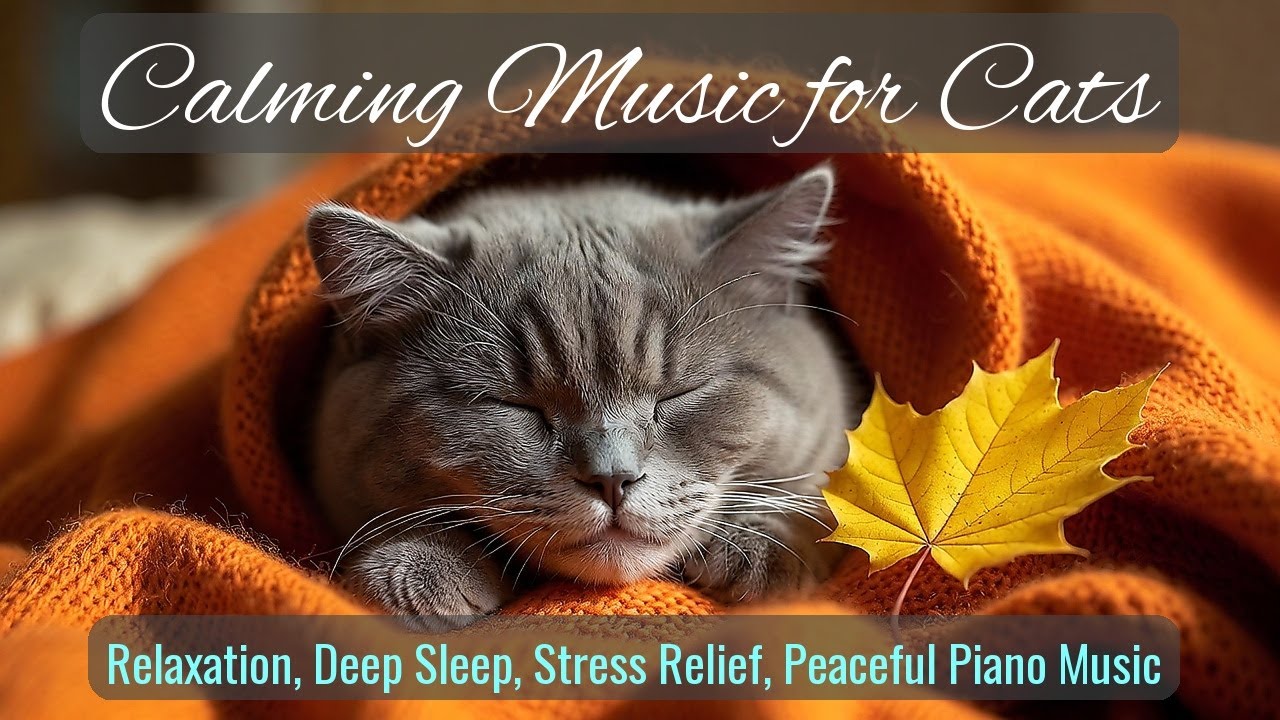 LIVE Fluffy Kitten Sleeping Peacefully for Relaxation 💤 | Season 70