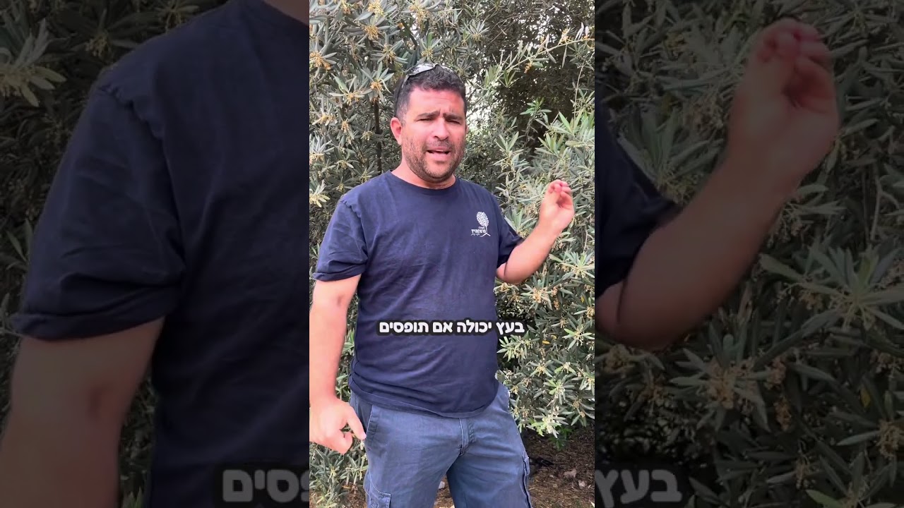 דרכי טיפול במזיק פסילת הזית שפוגע בעצי זית