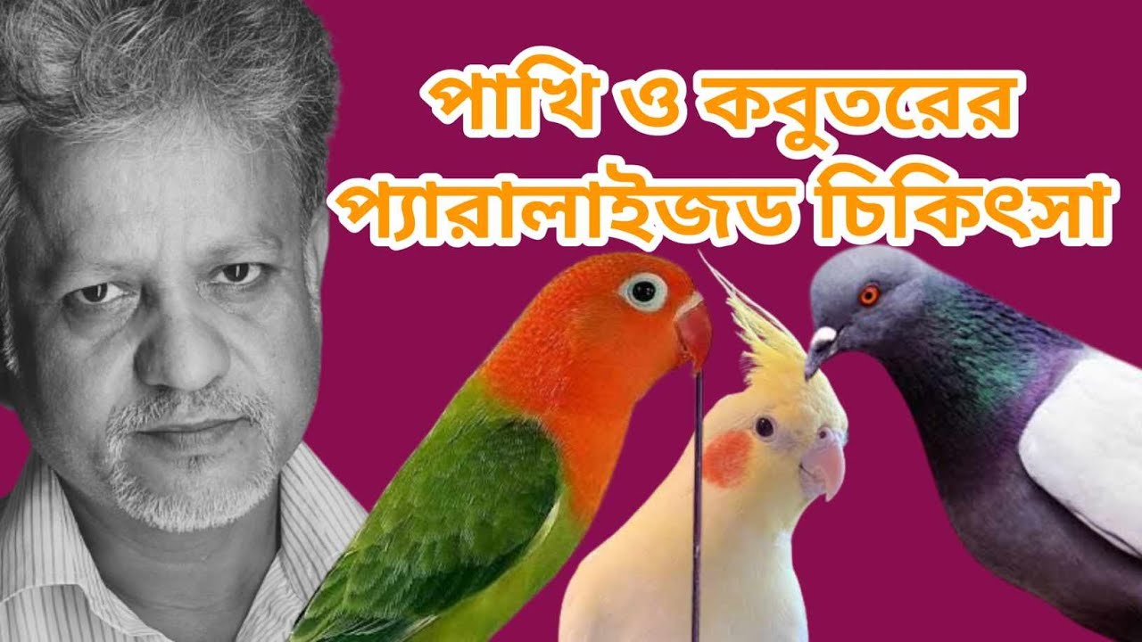 পাখির প্যারালাইসিস I পক্ষাঘাত হলে কিভাবে চিকিৎসা করবেন IBird Paralysis Treatment IPigeon Paralysis I