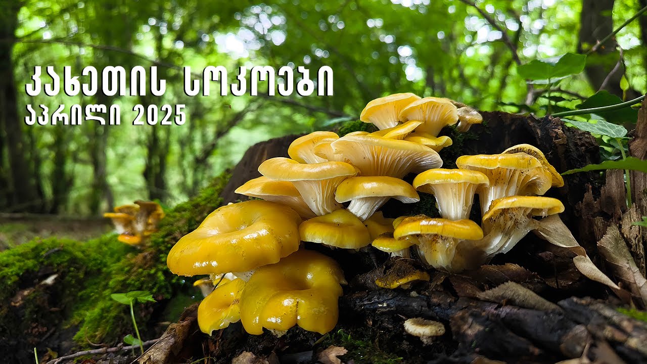 კახეთის სოკოები 2025