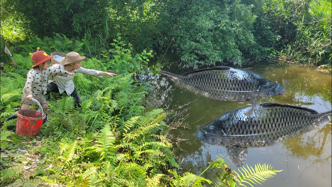 Full video: How to harvest giant fish in wild puddles. Giant fishing skills