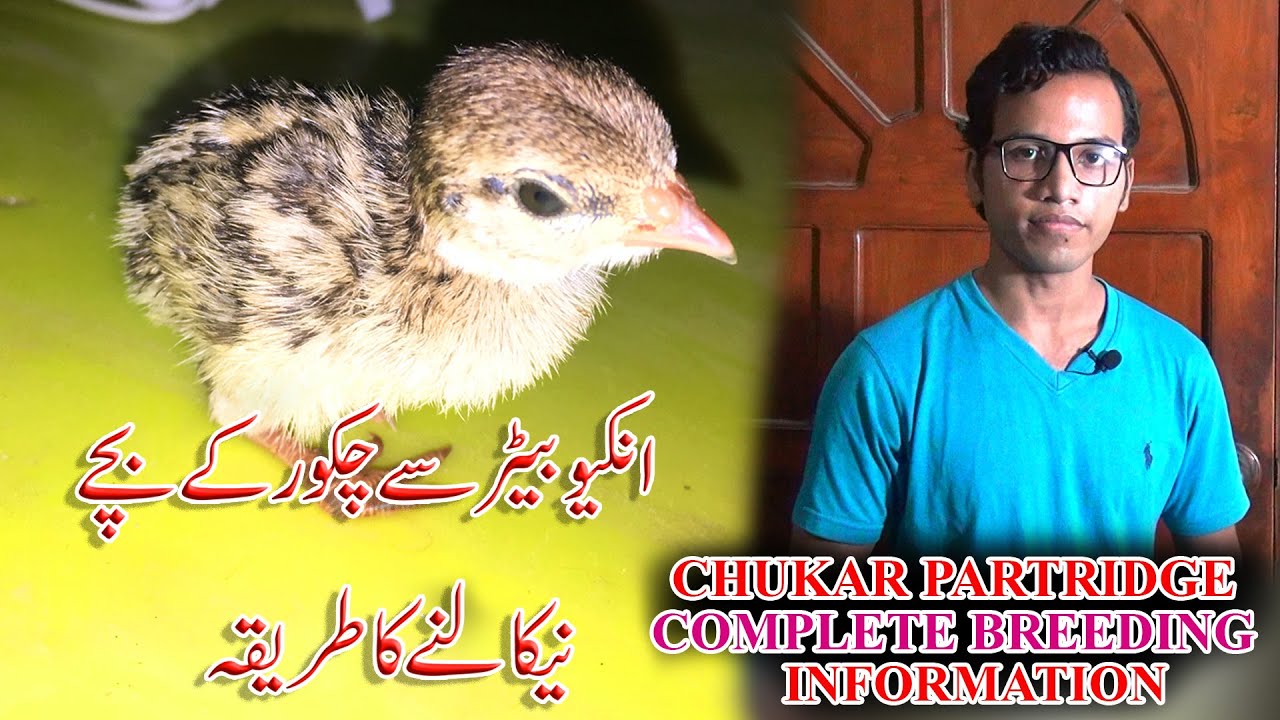 Chukar Partridge hatching tips 2020 video and share my Tips must watch  In Urdu Hindi