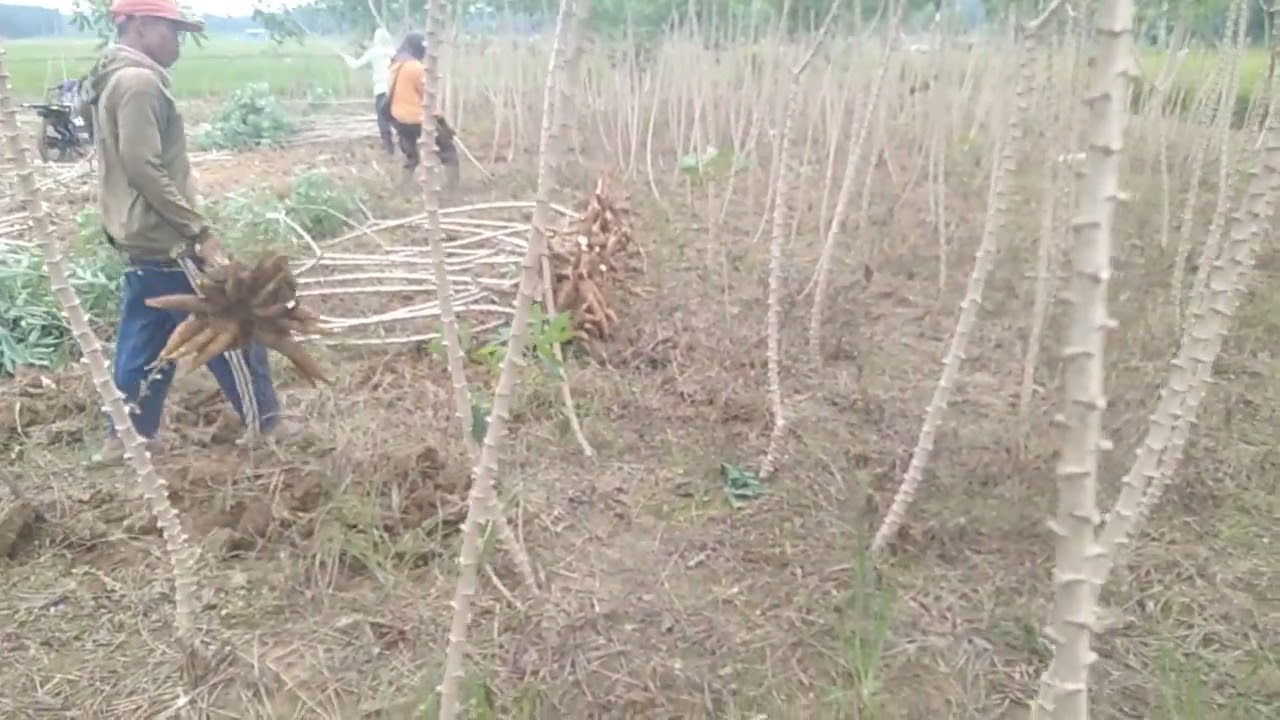 #alhamdulillah selesai juga yang 3 hektar