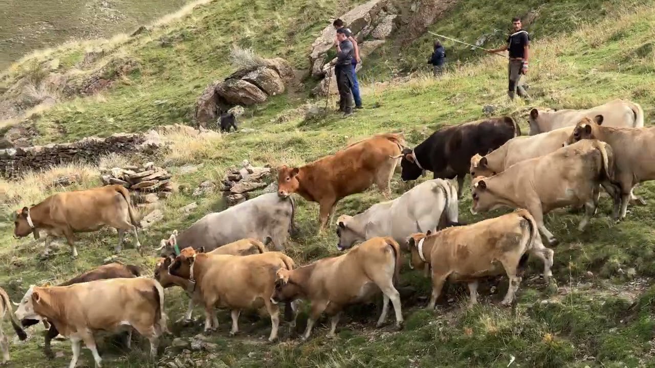 Ramaders recullen les més de 1.200 vaques que han passat l'estiu a la muntanya de Llessui