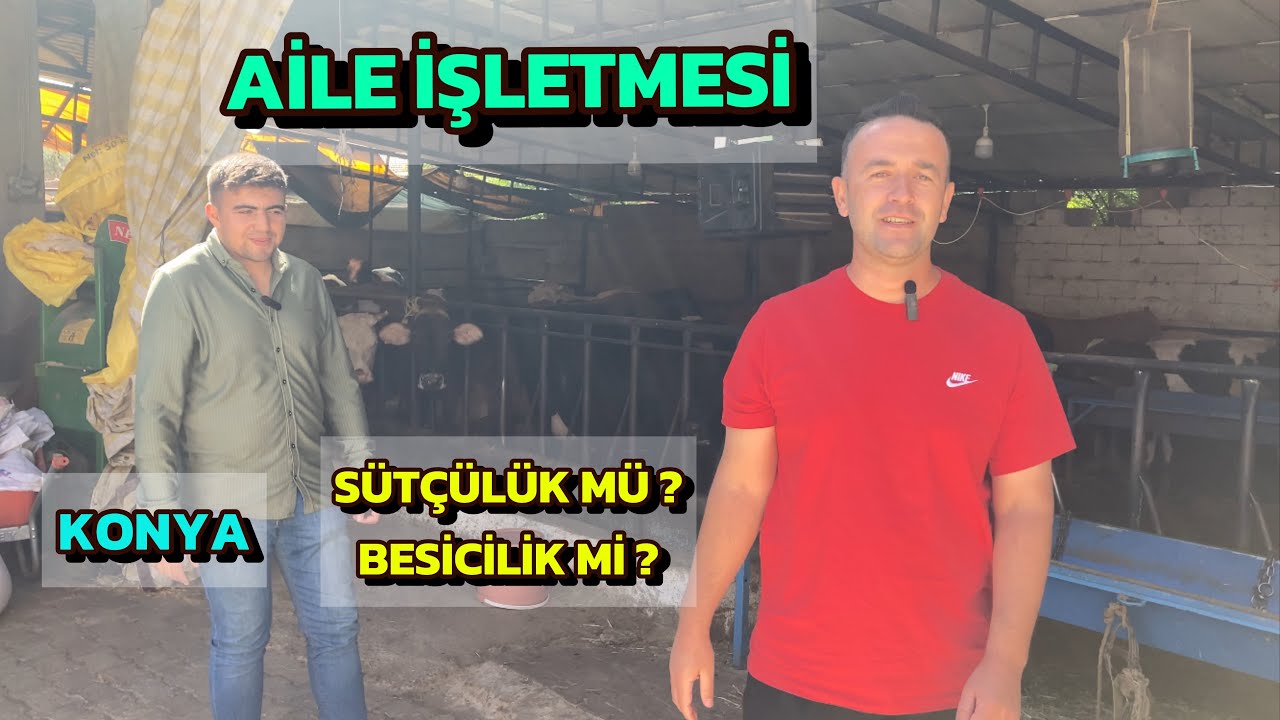 HAYVANCILIKTA HANGİSİ PARA KAZANDIRIR ? SÜTÇÜLÜK MÜ BESİCİLİK Mİ YAPMALIYIM ?