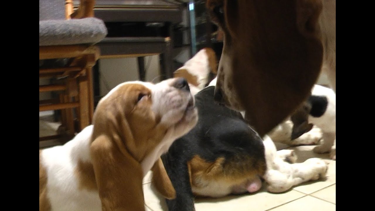Basset Hound Puppies Meet Family For First Time! Cute!