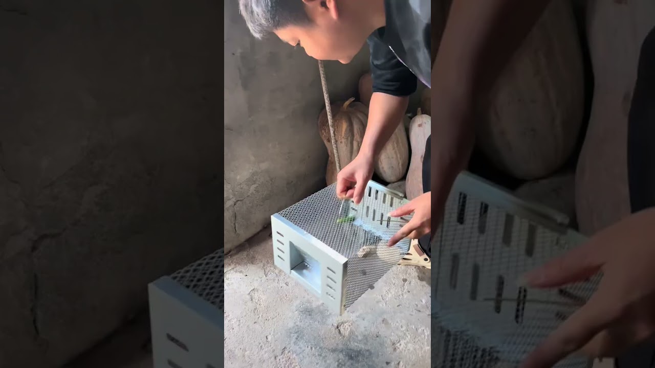 If there are mice at home, use this automatic mouse cage to enter automatically, and you can&rsquo;t get