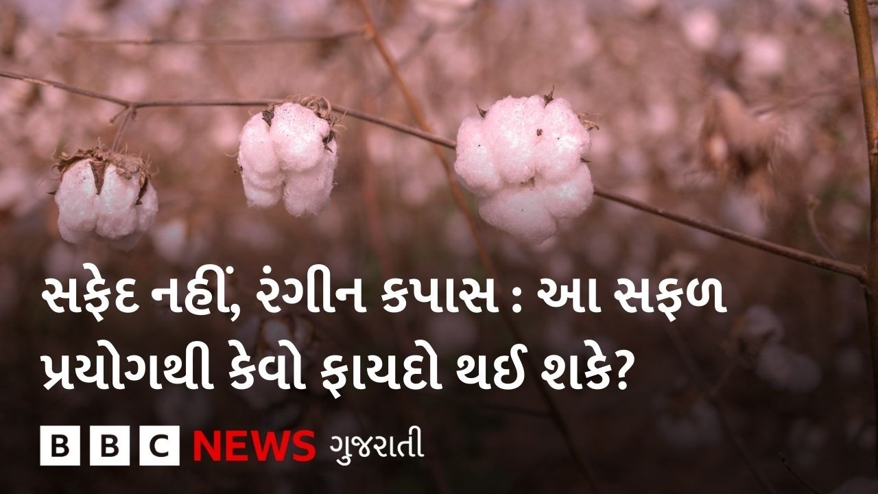 સફેદ નહીં, રંગીન કપાસ : આ સફળ પ્રયોગથી કેવો અને કેટલો ફાયદો થઈ શકે?
