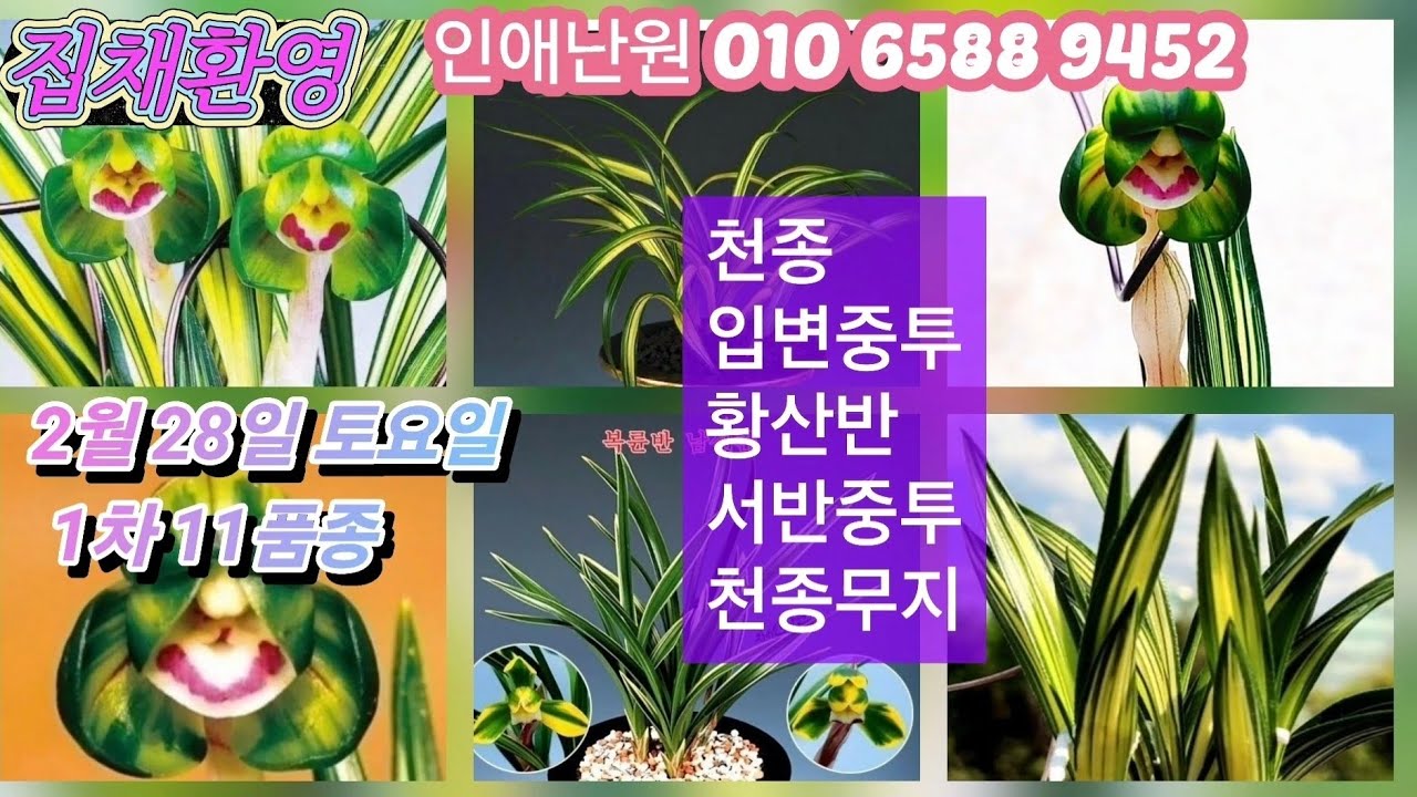 2월 28일 토/1차 천종 입변중투 황산반 서반중투 천종무지 11품종 판매합니다