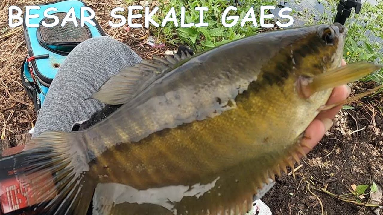 SEPAT SIAM JUMBO DI SINI MAKIN BANYAK..#MANCING SEPAT SIAM JUMBO RAWA KALIMANTAN #32