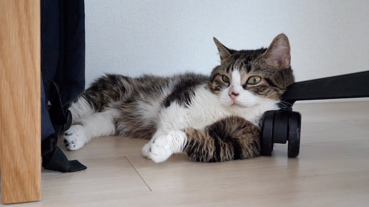 Grandfather cat Coco's recent dignity is even more impressive!